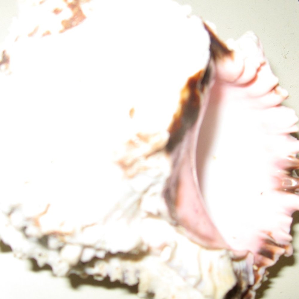 sea shell - Picture 2 of 4